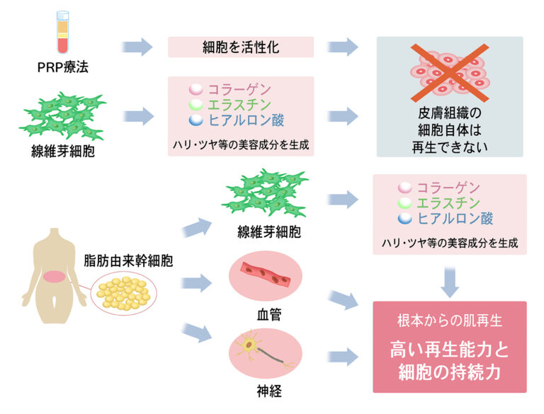 再生医療の力で「美の再生」を