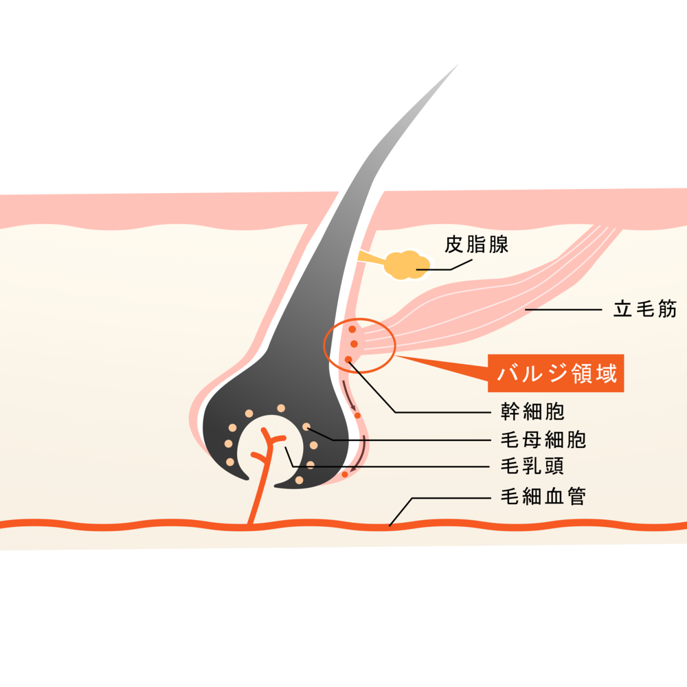 毛髪