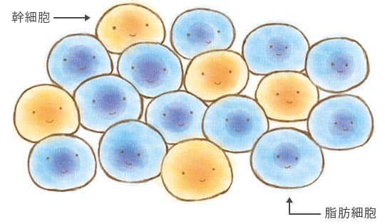 七変化できる細胞の存在