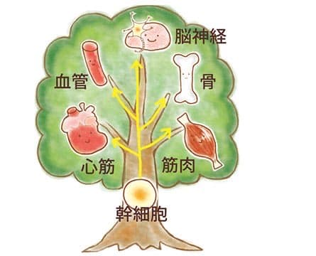 幹細胞を利用した再生医療